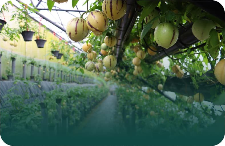Agriculture